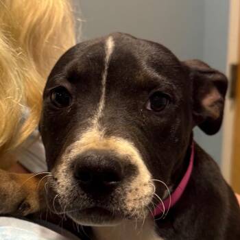 Mixed Breed Dogs Available for Adoption in Chattanooga, Tennessee - Yeti | PetCurious