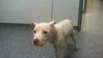 SUGAR -  Pit Bull Terrier Dog for Adoption in Charlotte, North Carolina - SUGAR | PetCurious