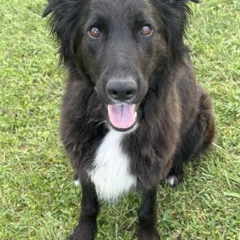 Arya (In Foster Home) -  Border Collie and Golden Retriever Dog for Adoption in Orland Hills, Illinois - Arya (In Foster Home) | PetCurious
