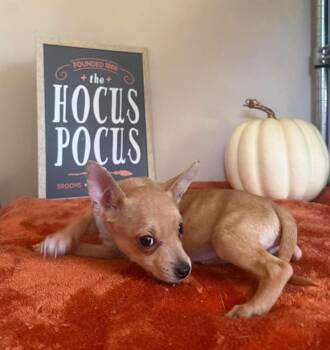 Bobert -  Chihuahua Dog for Adoption in Groveland, Massachusetts - Bobert | PetCurious