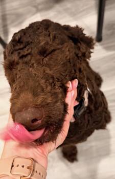Roxi -  Standard Poodle Dog for Adoption in Valrico, Florida - Roxi | PetCurious