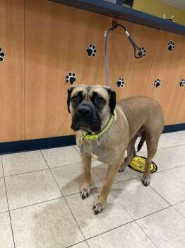 Rescue Mastiff Dogs for Adoption in Ludington, Michigan - Mochi | PetCurious