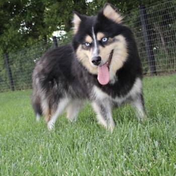 Rescue Pomeranian and Husky Dogs for Adoption in Normal, Illinois - Moxie | PetCurious