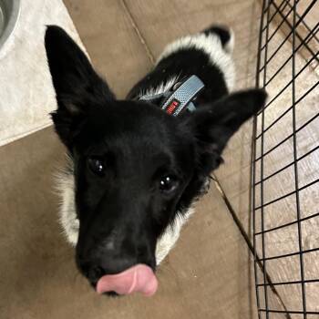 Mixed Breed Dogs Available for Adoption in Flagstaff, Arizona - Thomas | PetCurious