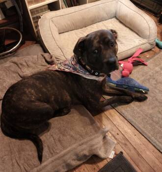 Rescue Hound Dogs for Adoption in Coldwater, Michigan - Sherman - GRADUATE | PetCurious