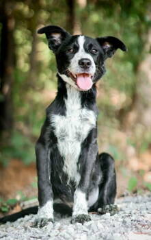 Rescue Australian Cattle Dog Blue Heeler Dogs for Adoption in Ashville, Ohio - Abner | PetCurious
