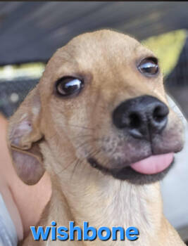 Rescue Chihuahua Dogs for Adoption in Cranston, Rhode Island - Wishbone In TX | PetCurious