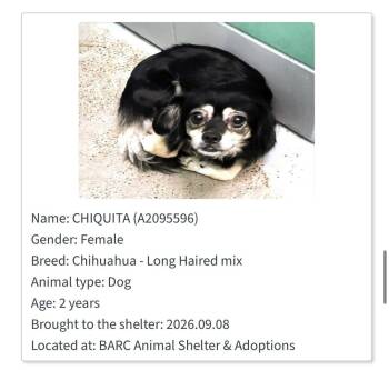 Chiquita -  Chihuahua Dog for Adoption in Aurora, Colorado - Chiquita | PetCurious