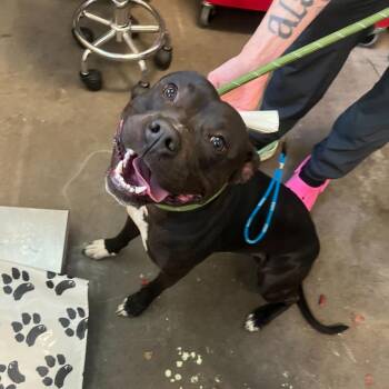 Kash -  Pit Bull Terrier Dog for Adoption in Chicago, Illinois - Kash | PetCurious
