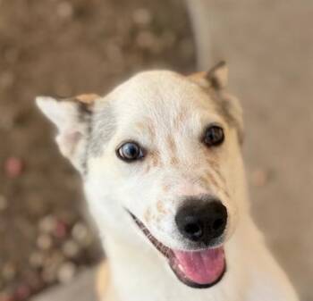 Cardigan Welsh Corgi Dogs Available for Adoption - TAWNY | PetCurious