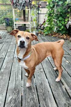 Rescue American Staffordshire Terrier and Dachshund Dogs for Adoption in Jefferson City, Missouri - Molly | PetCurious