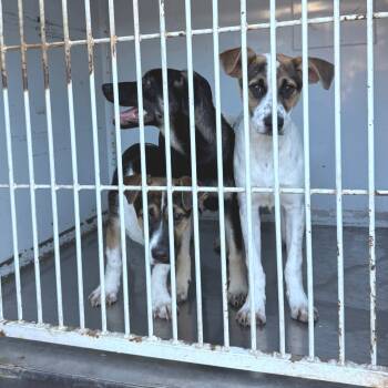 Rescue Mixed Breed Dogs for Adoption in Redwood Valley, California - Low Ryder | PetCurious