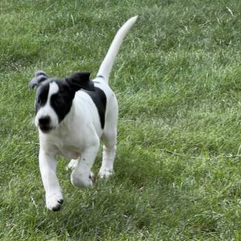 Evie -  Beagle and Pointer Dog for Adoption in Minneapolis, Minnesota - Evie | PetCurious