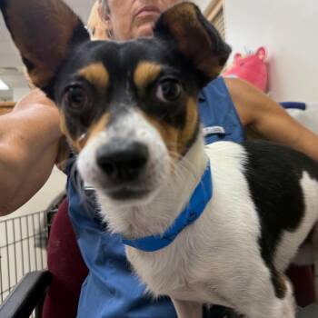 Deuce Nicholas -  Mixed Breed Dog for Adoption in Chattanooga, Tennessee - Deuce Nicholas | PetCurious