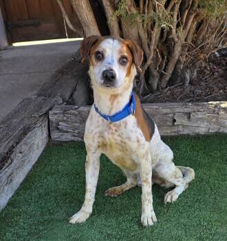 Beagle Dogs Available for Adoption - Gregarious Mr Georgio = SWEET ! | PetCurious