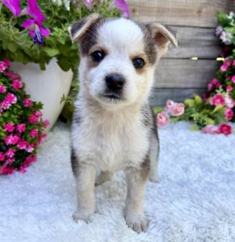 Husky Dogs Available for Adoption in Kiowa, Oklahoma - Mantis  | PetCurious