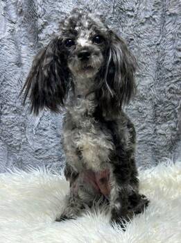 Poodle Dogs Available for Adoption - ARMANI (ohiosdrescue@gmail.com) | PetCurious