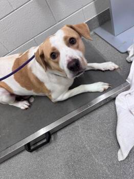 Mercedes -  Labrador Retriever Dog for Adoption in Chattanooga, Tennessee - Mercedes | PetCurious