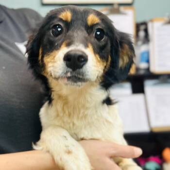 Australian Shepherd and Jack Russell Terrier Dogs Available for Adoption in Cedarburg, Wisconsin - Cherry | PetCurious
