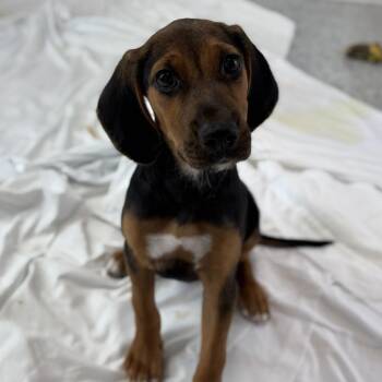 Beaker -  Beagle Dog for Adoption in Freeport, Florida - Beaker | PetCurious
