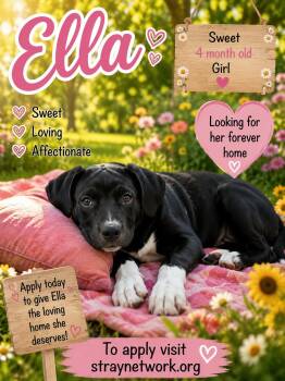 Ella -  Labrador Retriever Dog for Adoption in Hatfield, Pennsylvania - Ella | PetCurious