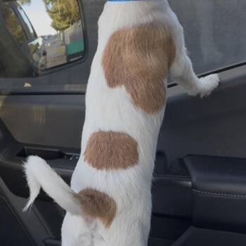 Jack Russell Terrier and Chihuahua Dogs Available for Adoption - Mr. Personality | PetCurious