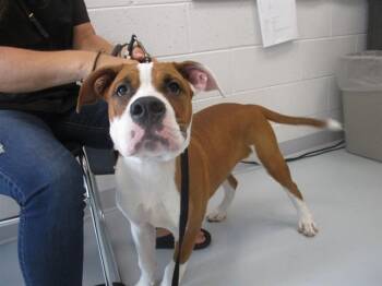 A390670 -  Boxer and Mixed Breed Dog for Adoption in Ocala, Florida - A390670 | PetCurious