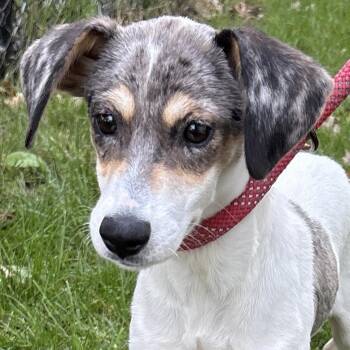 Cinder -  Hound Dog for Adoption in Calverton, New York - Cinder | PetCurious