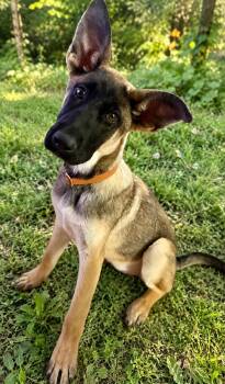 Belgian Shepherd Malinois Dogs Available for Adoption in Park Forest, Illinois - Mickey | PetCurious