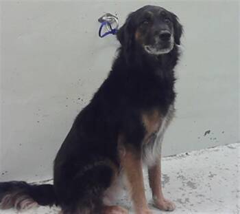 German Shepherd Dog and Mixed Breed Dogs Available for Adoption in Houston, Texas - AXEL | PetCurious