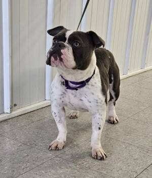 Rescue Fox Terrier Dogs for Adoption in Freeport, Illinois - Cookie | PetCurious