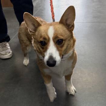 BC-Stray (Clementine) -  Corgi Dog for Adoption in Idaho Falls, Idaho - BC-Stray (Clementine) | PetCurious
