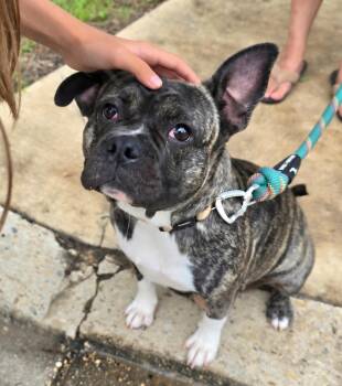 Tiny -  French Bulldog Dog for Adoption in San Antonio, Texas - Tiny | PetCurious