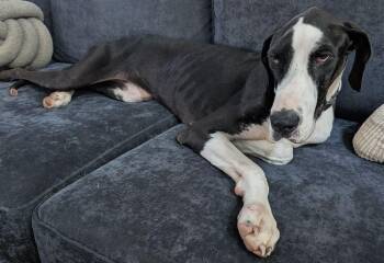 Libby -  Great Dane Dog for Adoption in Larkspur, Colorado - Libby | PetCurious