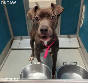 Pit Bull Terrier Dogs Available for Adoption in Oklahoma City, Oklahoma - DAIZY | PetCurious