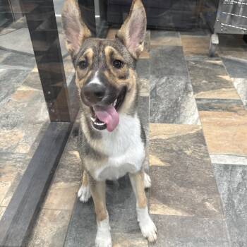 Fredia -  German Shepherd Dog Dog for Adoption in Tom Bean, Texas - Fredia | PetCurious