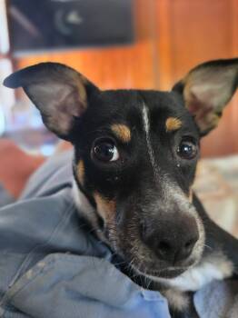 Oreo -  Chihuahua and Fox Terrier Dog for Adoption in South Pasadena, Florida - Oreo | PetCurious