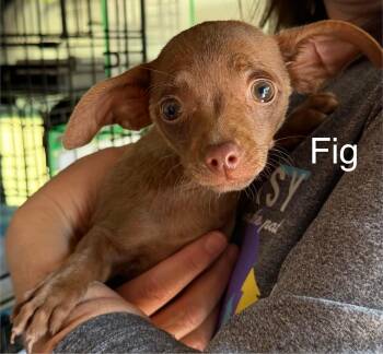 Chihuahua Dogs Available for Adoption in New Baltimore, Michigan - Fig | PetCurious