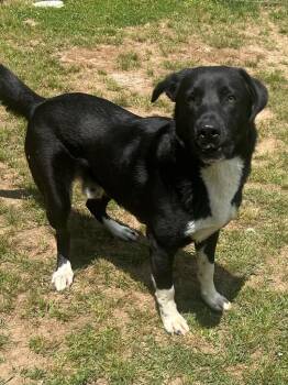 Retriever Dogs Available for Adoption in Benton, Arkansas - Mickey | PetCurious