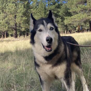 Rescue Husky and Alaskan Malamute Dogs for Adoption in Flagstaff, Arizona - Sky | PetCurious