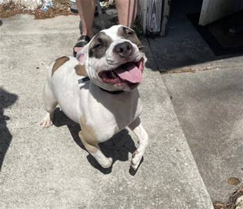 Mixed Breed Dogs Available for Adoption - HOLLY | PetCurious