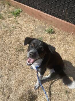 STAR* -  Border Collie and Mixed Breed Dog for Adoption in Santa Cruz, California - STAR* | PetCurious
