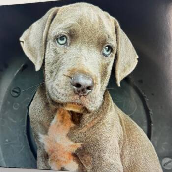 Grits -  Pit Bull Terrier and Mixed Breed Dog for Adoption in Nashville, Tennessee - Grits | PetCurious