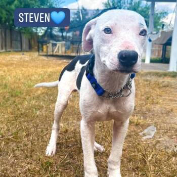 Steven -  Terrier Dog for Adoption in Plainfield, Connecticut - Steven | PetCurious