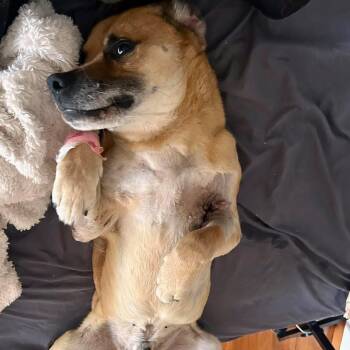 Labrador Retriever Dogs Available for Adoption - Ralph  | PetCurious