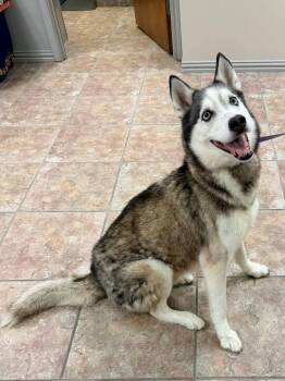 Goose *Foster Needed* -  Siberian Husky Dog for Adoption in Carrollton, Texas - Goose *Foster Needed* | PetCurious