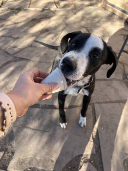 Rescue Pit Bull Terrier and Boxer Dogs for Adoption in Fort Collins, Colorado - Rio | PetCurious