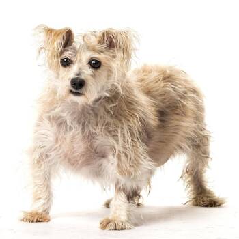 Odie -  Terrier and Mixed Breed Dog for Adoption in Reno, Nevada - Odie | PetCurious