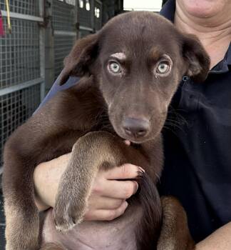 A litter - Aggie -  Labrador Retriever and Husky Dog for Adoption in Edna, Texas - A Litter - Aggie | PetCurious