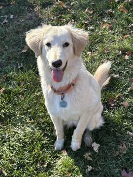 Rescue Retriever Dogs for Adoption in Royal Oak, Michigan - Macy | PetCurious